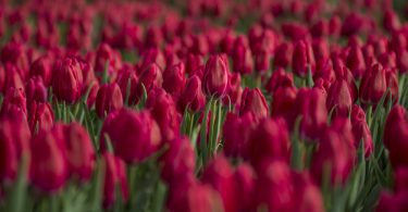 Comment planter des tulipes