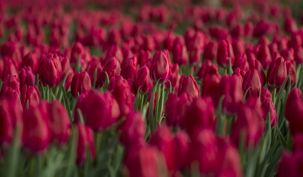 Tulipe (Tulipa) : plantation, culture et entretien au jardin