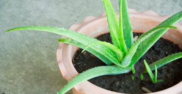 Réussir l'entretien de l'aloe vera