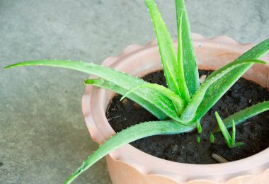 Réussir l'entretien de l'aloe vera