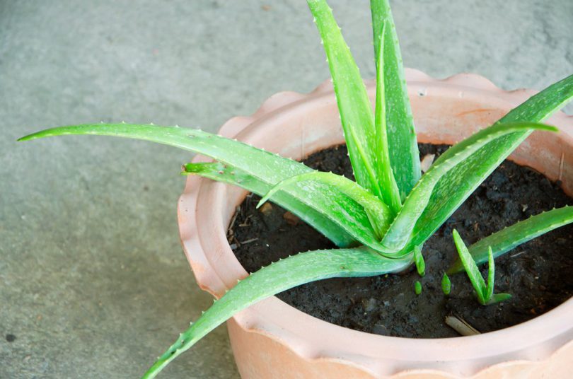 Aloe Vera : plantation, entretien - Côté Maison