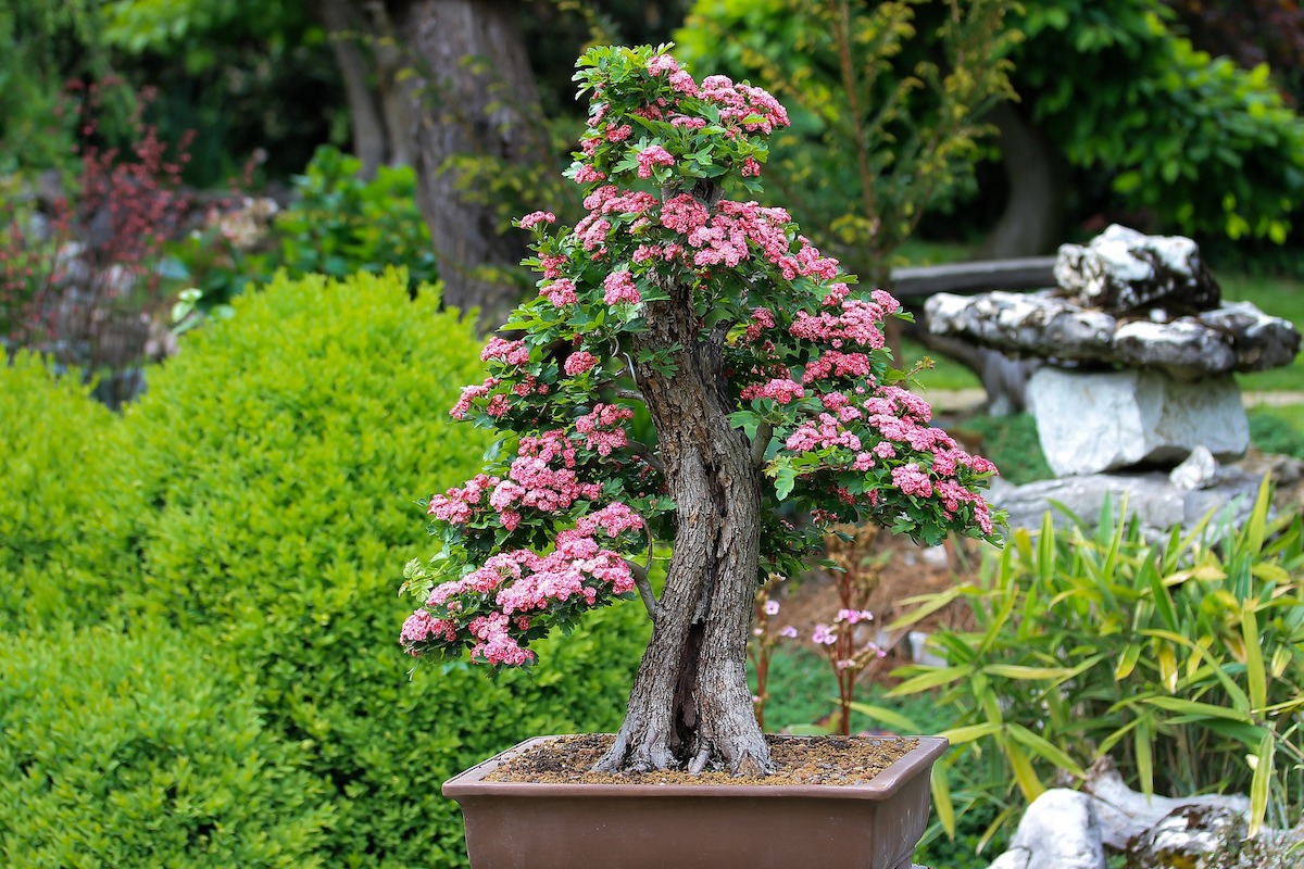 Sélection des meilleurs livres sur le bonsai Maitre Bonsai