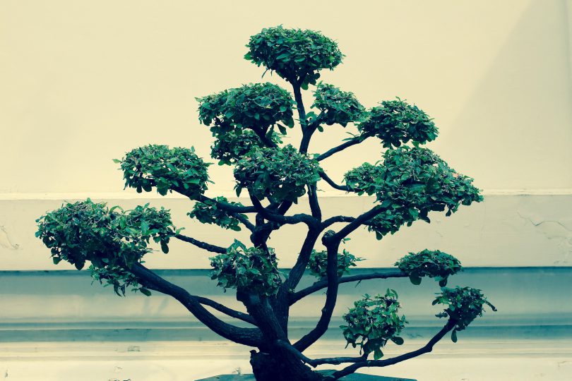 Vocabulaire sur l'art du bonsai