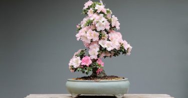 Bonsai Azalée