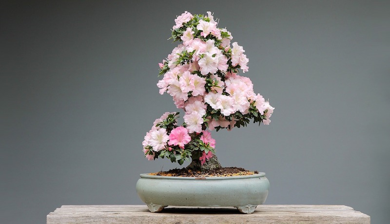 Bonsai Azalée