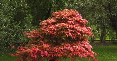 Bonsai Acer Japones (Japon)