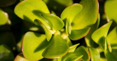 Bonsai Crassula (Arbre de Jade)