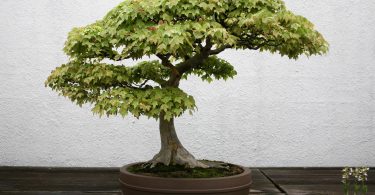 Bonsai érable