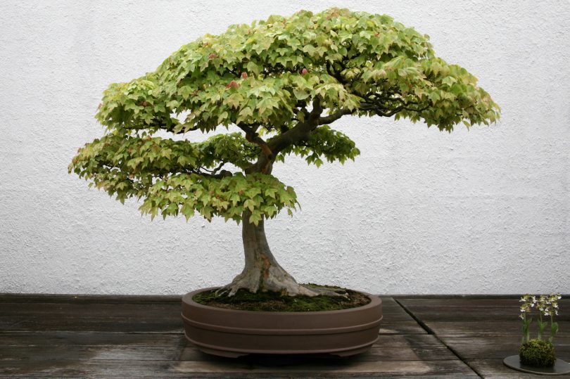 Bonsai érable