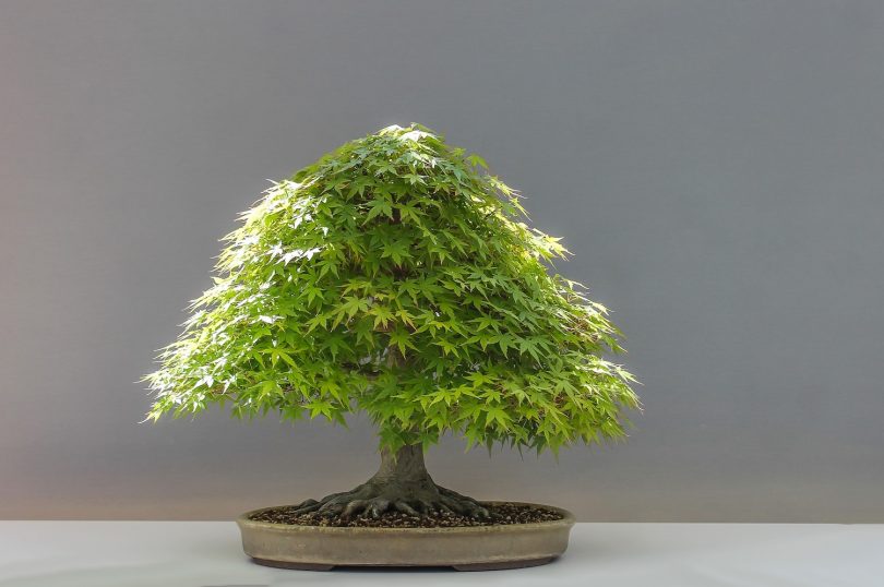 Bonsai érable du Japon