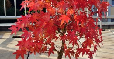 Bonsai érable rouge