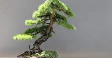 Bonsai Moyohi - Style droit informel