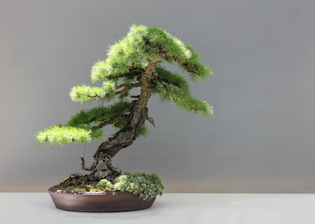 Bonsai Moyohi - Style droit informel