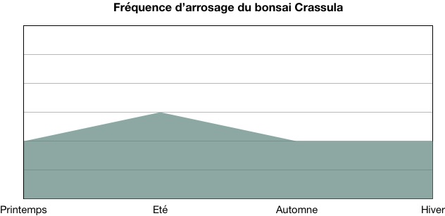 Fréquence d'arrosage du Carmona