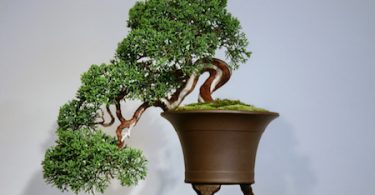 Bonsai style cascade - Kengai