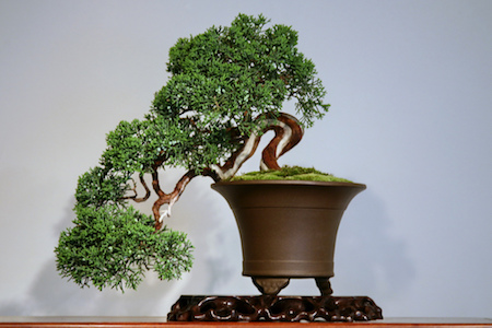 Bonsai style cascade - Kengai