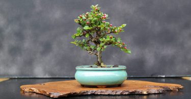 Bonsai Cotoneaster