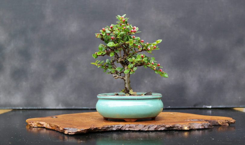 Bonsai Cotoneaster