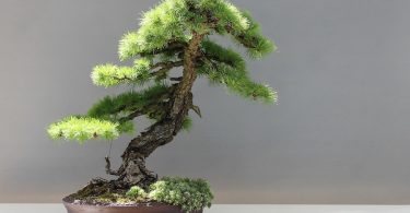 Bonsai Mélèze Larix