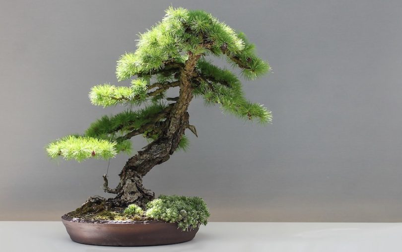 Bonsai Mélèze Larix