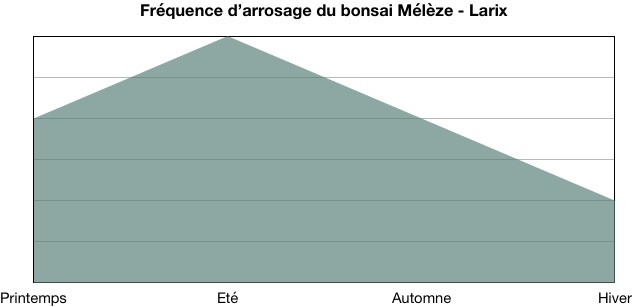 Fréquence d'arrosage du bonsai Mélèze (Larix)