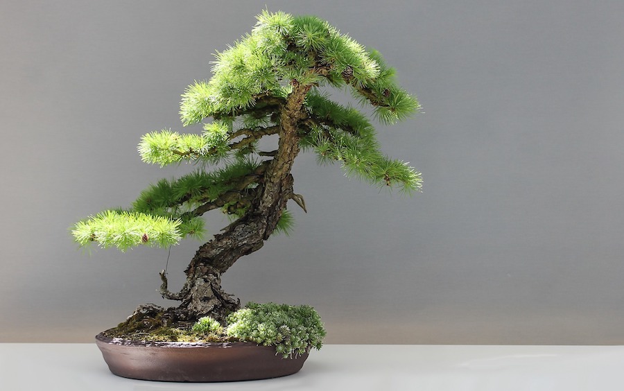 Bonsai Mélèze Larix Fiche d'entretien Maitre Bonsai