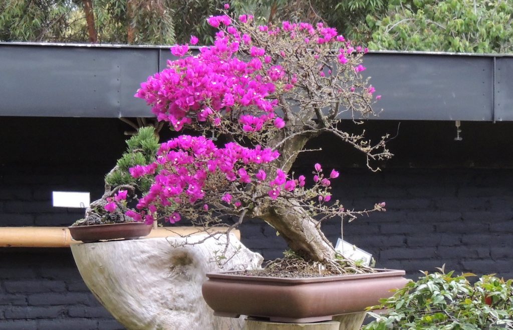 Bonsai Bougainvillier Bougainvillea Guide d'entretien Maitre Bonsai