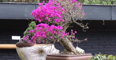 Bonsai Bougainvillea - Bougainvillier