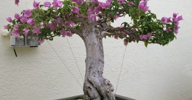 Bonsai Bougainvillea Glabra