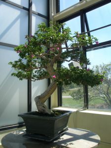 Bonsaï Bougainvillier (Bougainvillea) - Plante Fleurie Extérieur, Pot Céramique 18,5 Cm, Hauteur 30-40 Cm