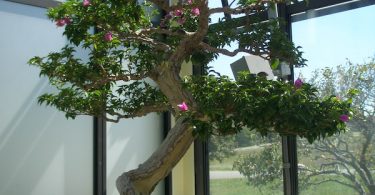 Bonsai Bougainvillea