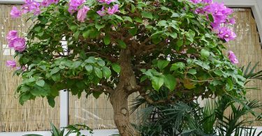 Bonsai Bougainvillier Glabra