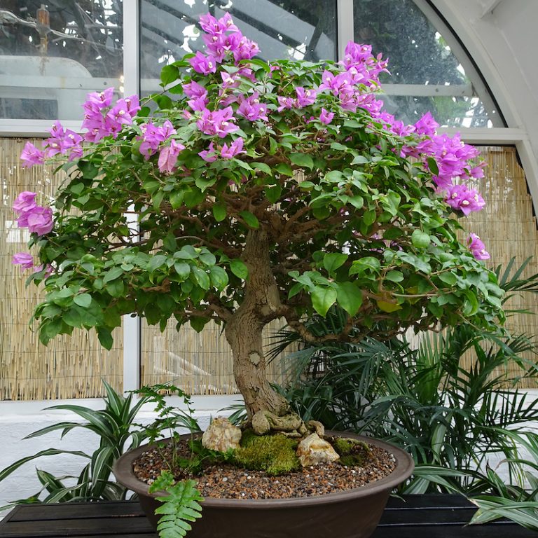 Bonsai Bougainvillier Bougainvillea Guide d'entretien Maitre Bonsai
