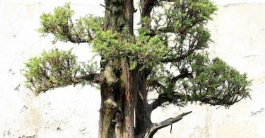 Bonsai Larix Decidua