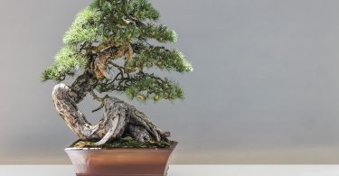 Bonsai mélèze d'Europe - Larix Decidua