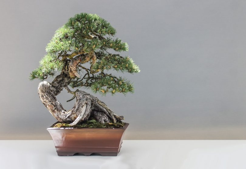 Bonsai mélèze d'Europe - Larix Decidua