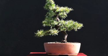 Bonsai mélèze (Larix) Shohin