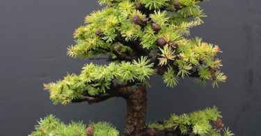 Bonsai mélèze (Larix)