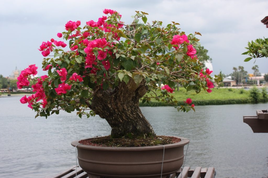 Bonsai Bougainvillier Bougainvillea Guide d'entretien Maitre Bonsai