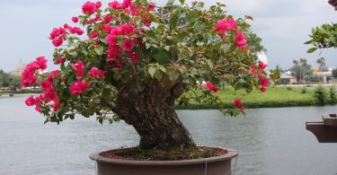 Bougainvillea bonsai