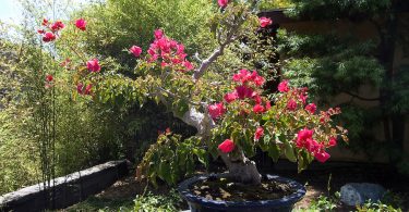 Bonsai Bougainvillier