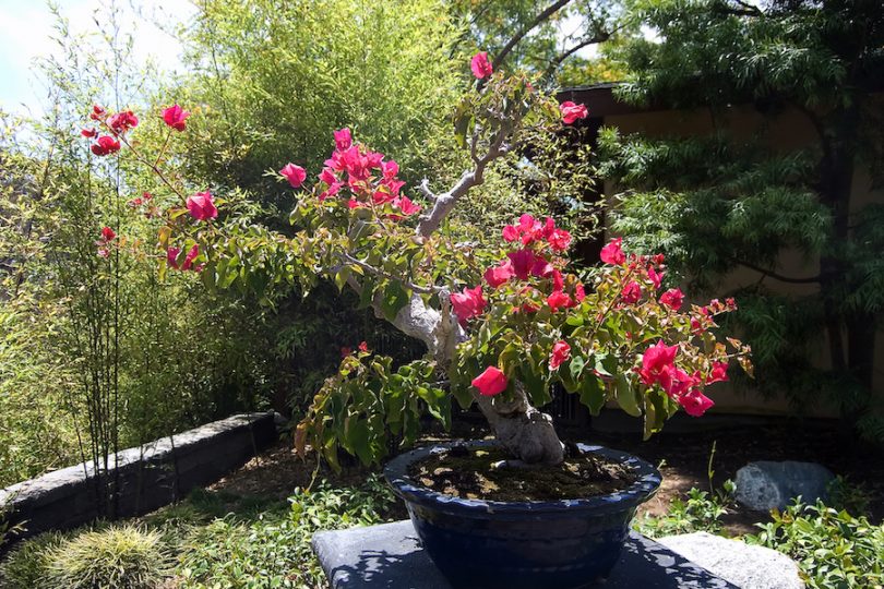 Bonsai Bougainvillier