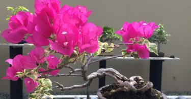 Bougainvillier Bonsai