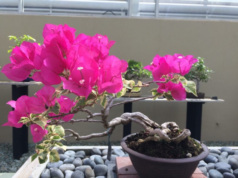 Bougainvillier Bonsai