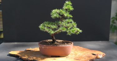 Bonsai mélèze (Larix) Shohin