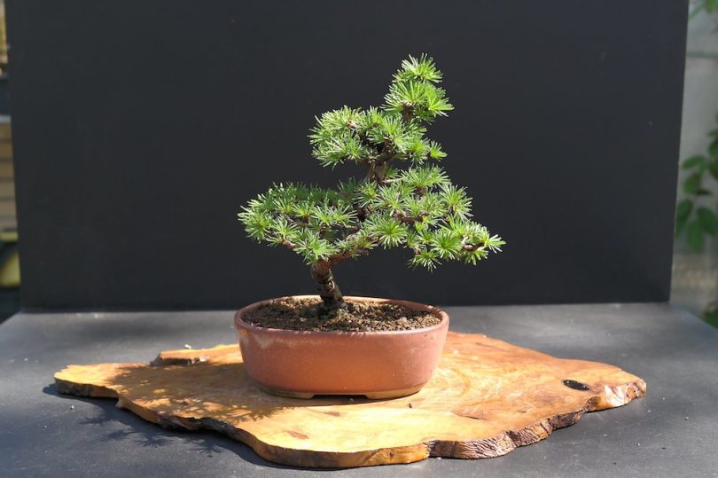 Bonsai mélèze (Larix) Shohin