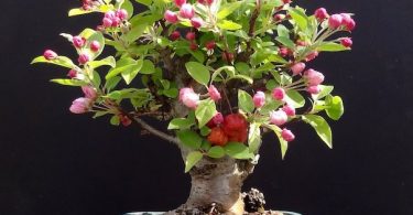 Bonsai Malus