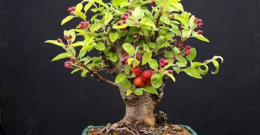 Bonsai Malus pommier