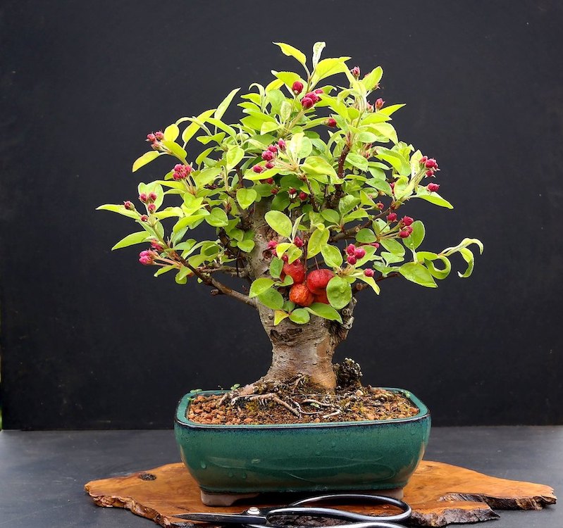 Engrais et fertilisation - Bonsai Shohin