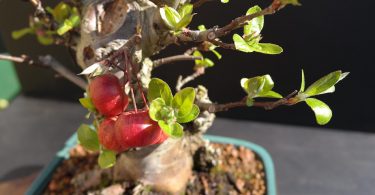 Bonsai Malus - Pommier